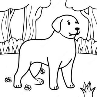 Swrj Wly Prkh Myn Lybrddwr Rng Bhrny Wl Sfhh 81984 23588